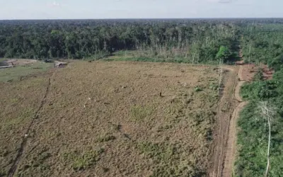 Zona de desenvolvimento sustentável incentivou desmatamento na fronteira entre os estados do Amazonas, Acre e Rondônia